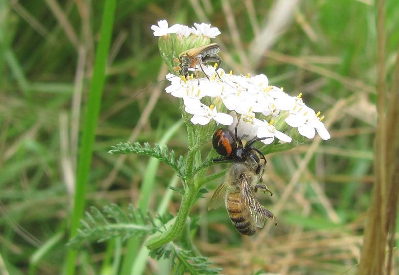 Synema globosum con preda - Sostegno (BI)